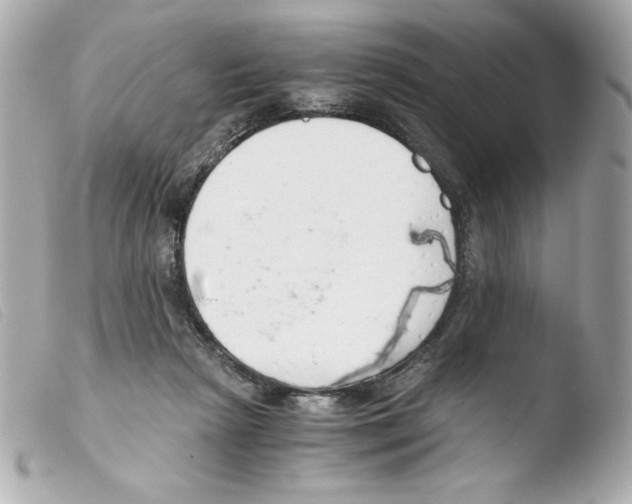 X0000103500265200810101053