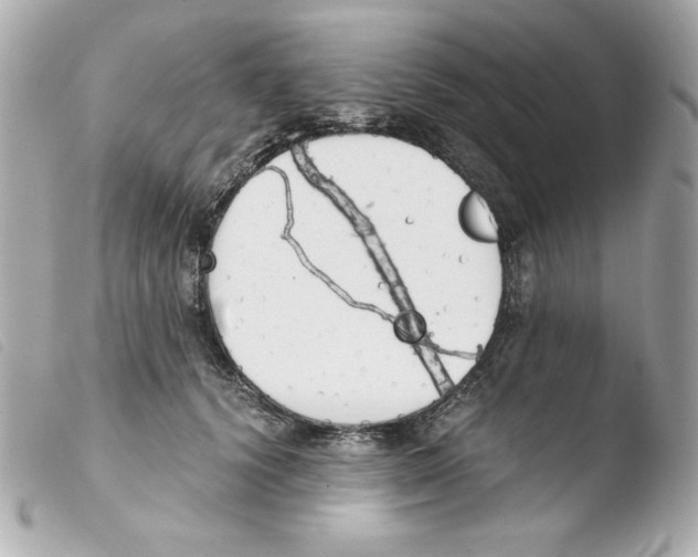 X0000103500656200810101047