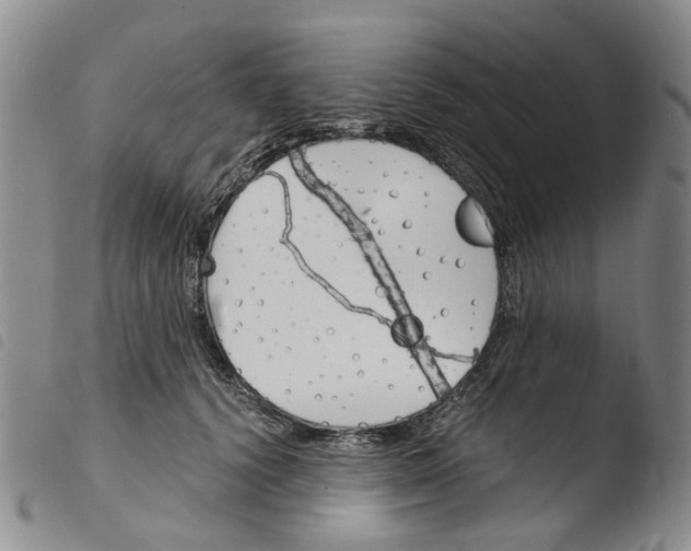 X0000103500656200810241126