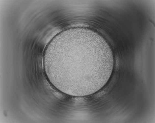 X0000103501274200810241116