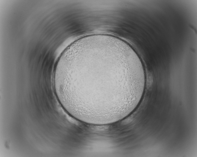 X0000103501294200810241116