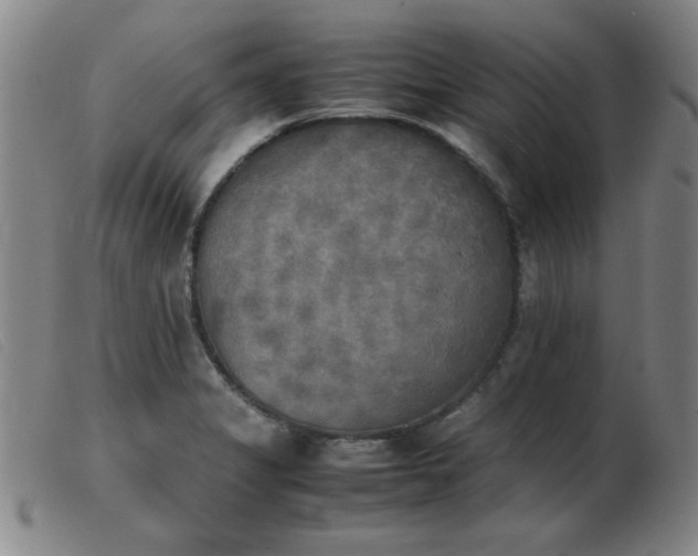 X0000103901325200809191229