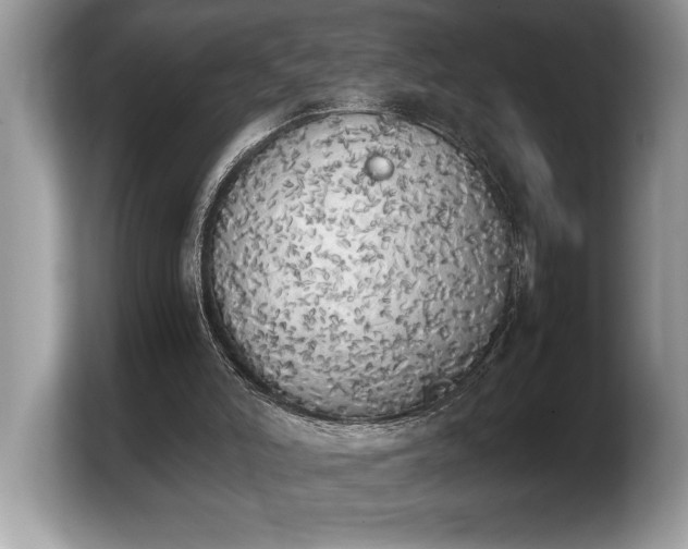 X0000103900006200809261559
