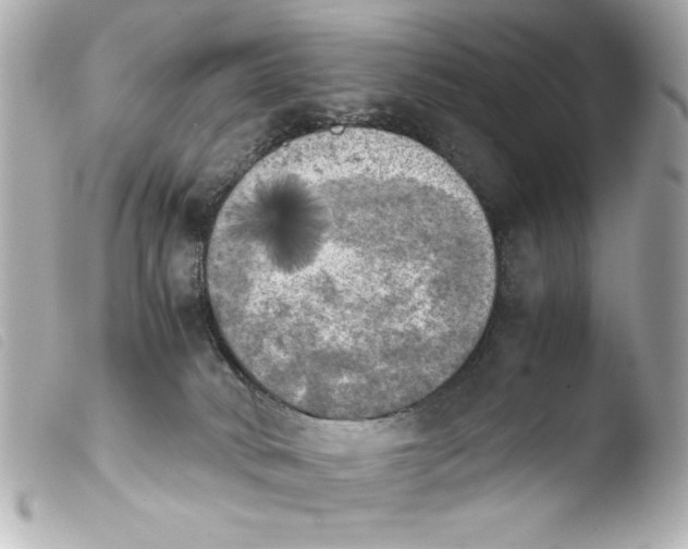 X0000103900034200810031159