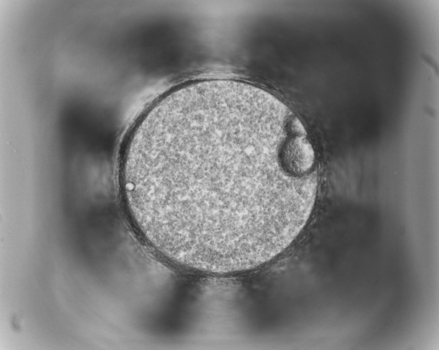 X0000103900296200810031155