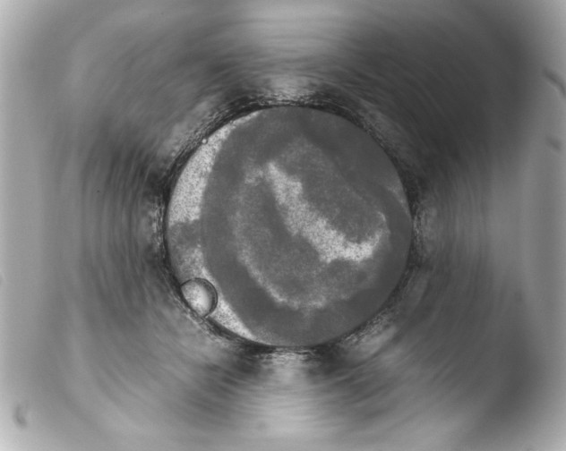 X0000103900462200810031153