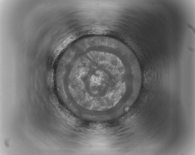 X0000103900679200810031150