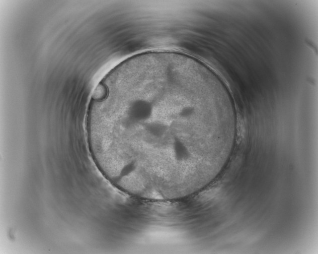 X0000103900959200810031146