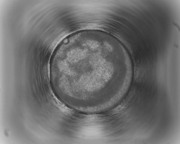 X0000103900988200810031145