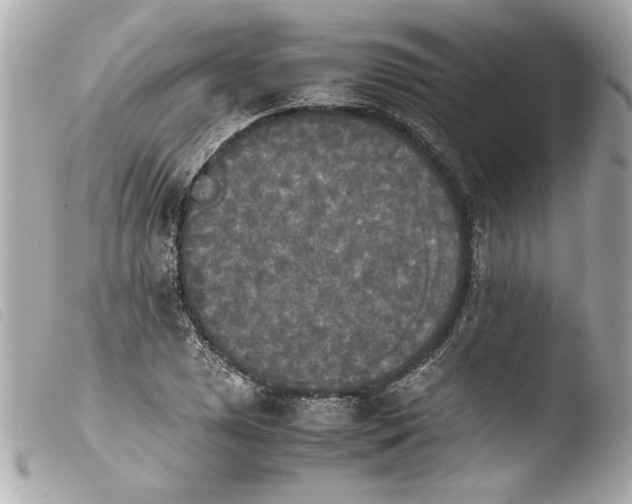 X0000103901025200810031144