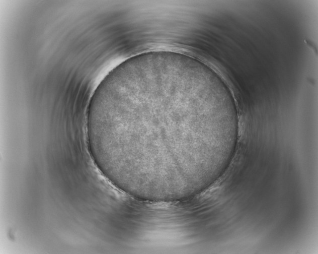 X0000103901048200810031144