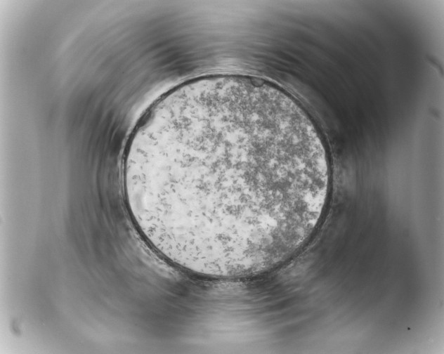 X0000103901238200810031141