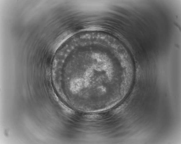 X0000103901425200810031138