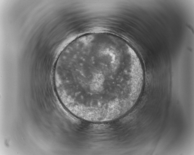 X0000103901429200810031138