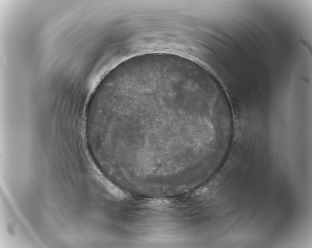 X0000103901525200810031137