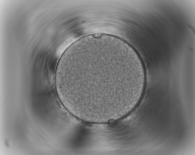 X0000103901529200810031137