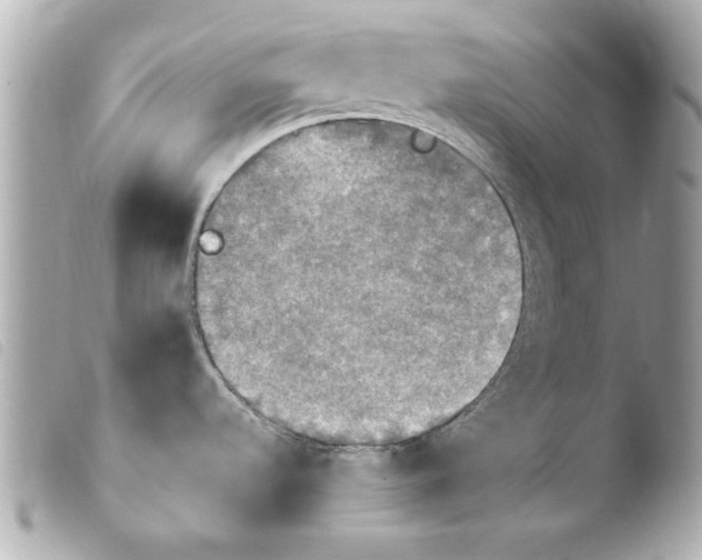 X0000103901536200810031137