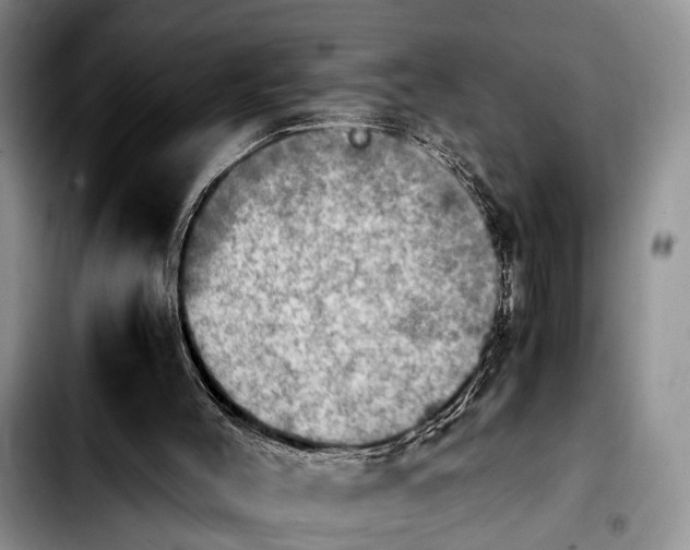 X0000103900004200810101256