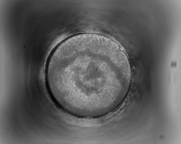 X0000103900008200810101256