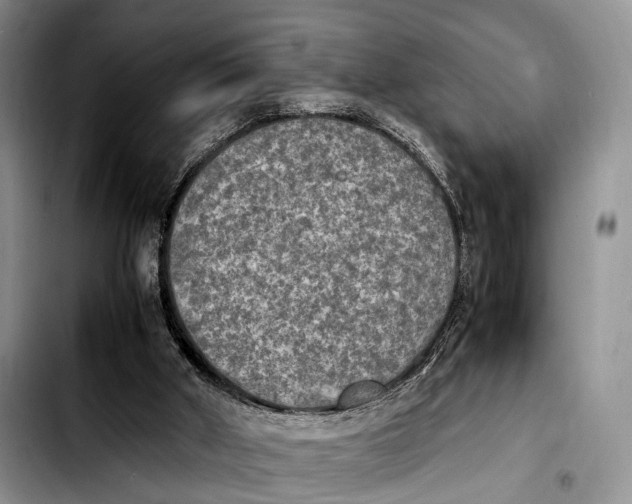 X0000103900010200810101256