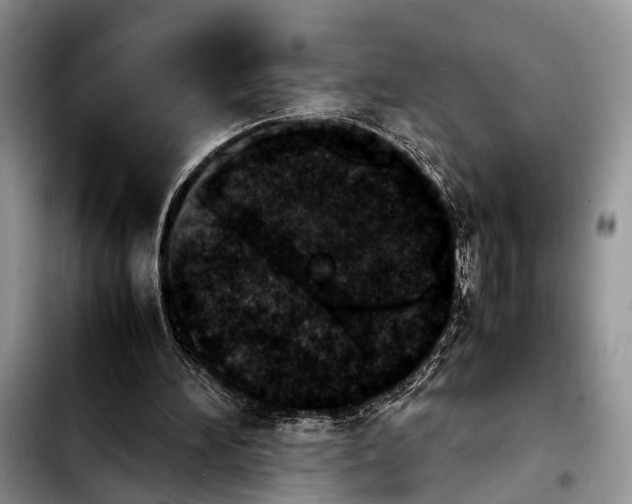 X0000103900196200810101253