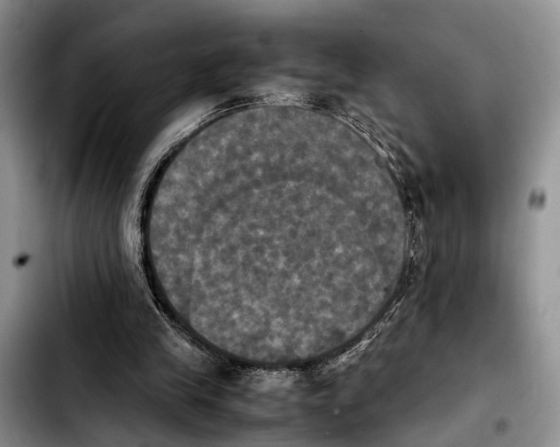 X0000103900245200810101251