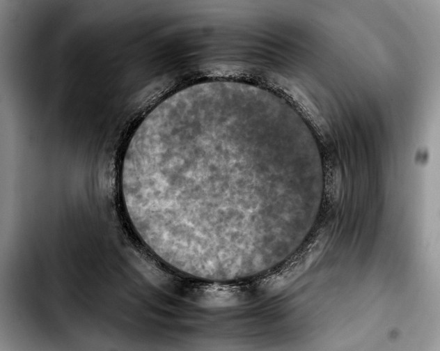 X0000103900261200810101252