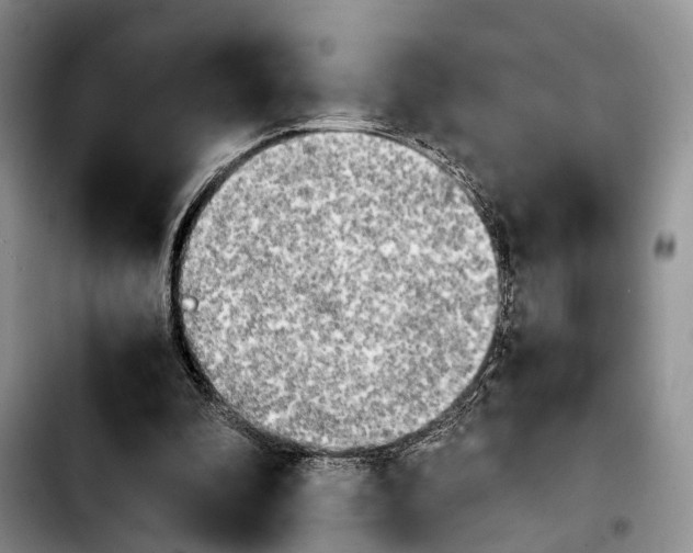 X0000103900296200810101251