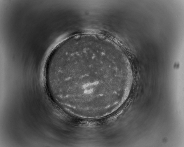 X0000103900343200810101250