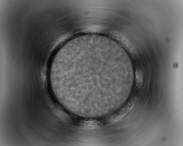 X0000103900396200810101250