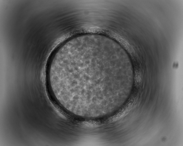 X0000103900630200810101246