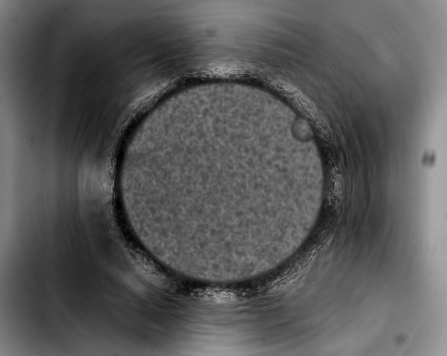 X0000103900640200810101246