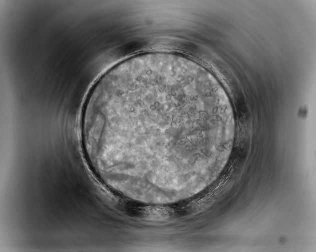 X0000103900795200810101244