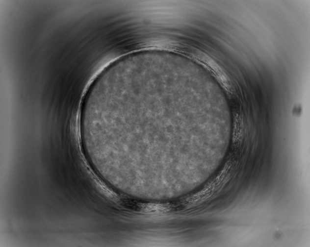 X0000103900796200810101244