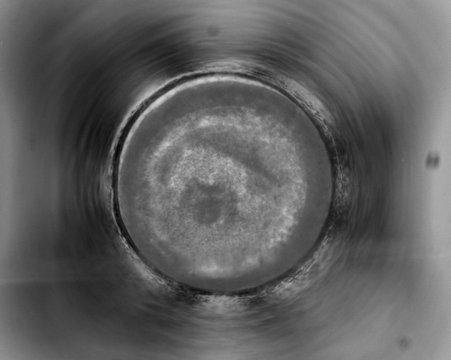 X0000103900800200810101244