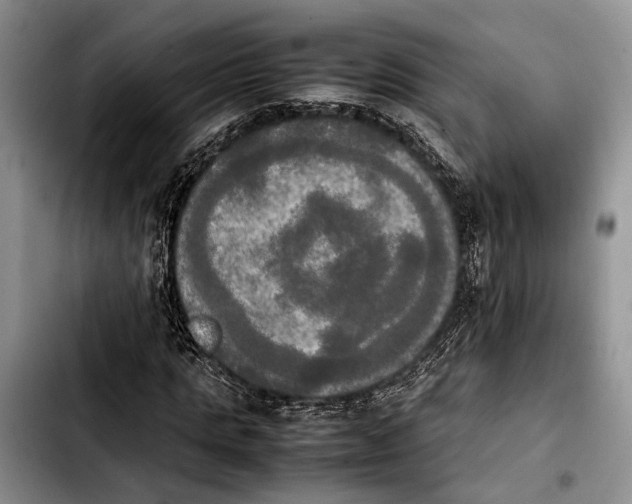 X0000103900821200810101243