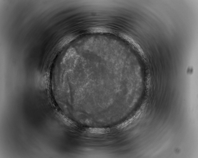 X0000103900825200810101243