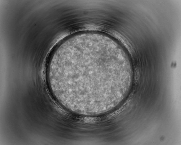 X0000103900827200810101243