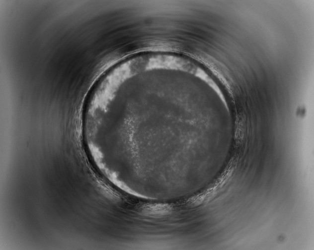 X0000103900837200810101243