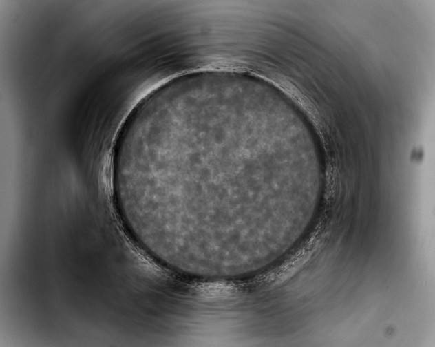 X0000103900838200810101244