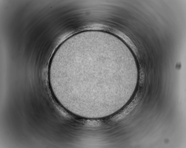 X0000103900850200810101244