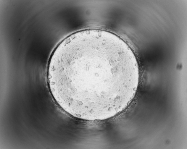 X0000103900904200810101242