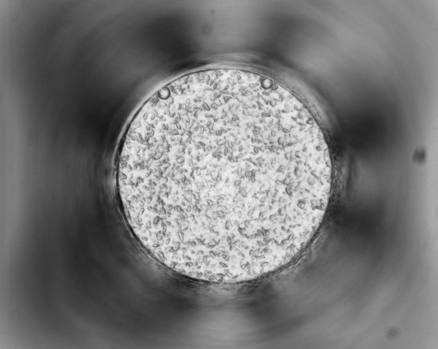 X0000103900908200810101242