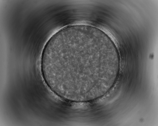 X0000103900949200810101242