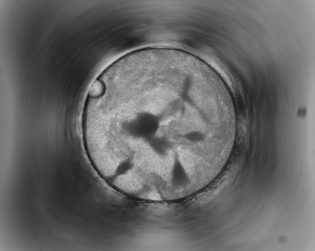 X0000103900959200810101242