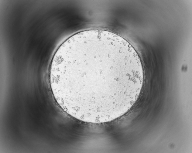 X0000103900960200810101242