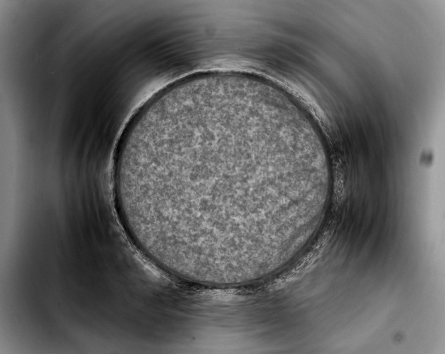 X0000103900990200810101241