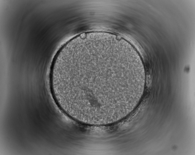 X0000103900995200810101241