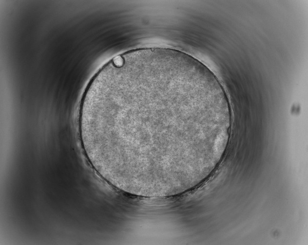 X0000103901008200810101241