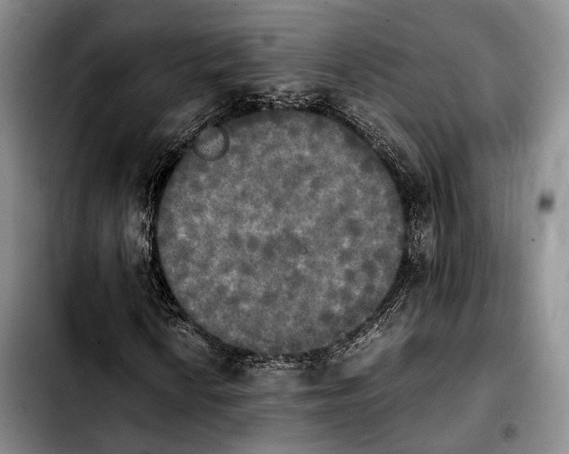 X0000103901010200810101240